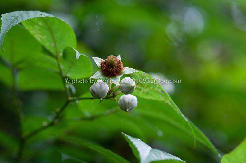 Rubus columellaris photo 5