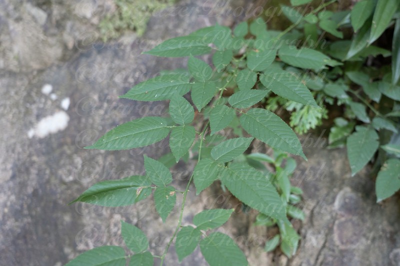 Rubus columellaris photo 6