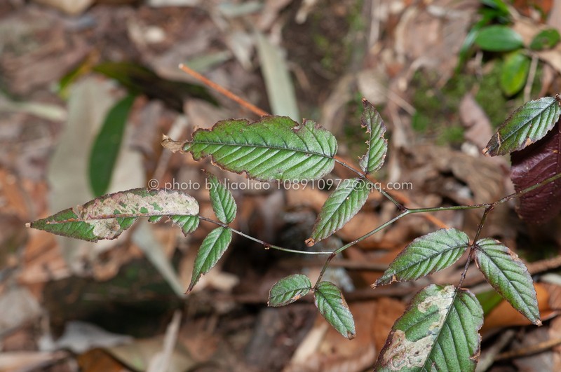 Rubus columellaris photo 8