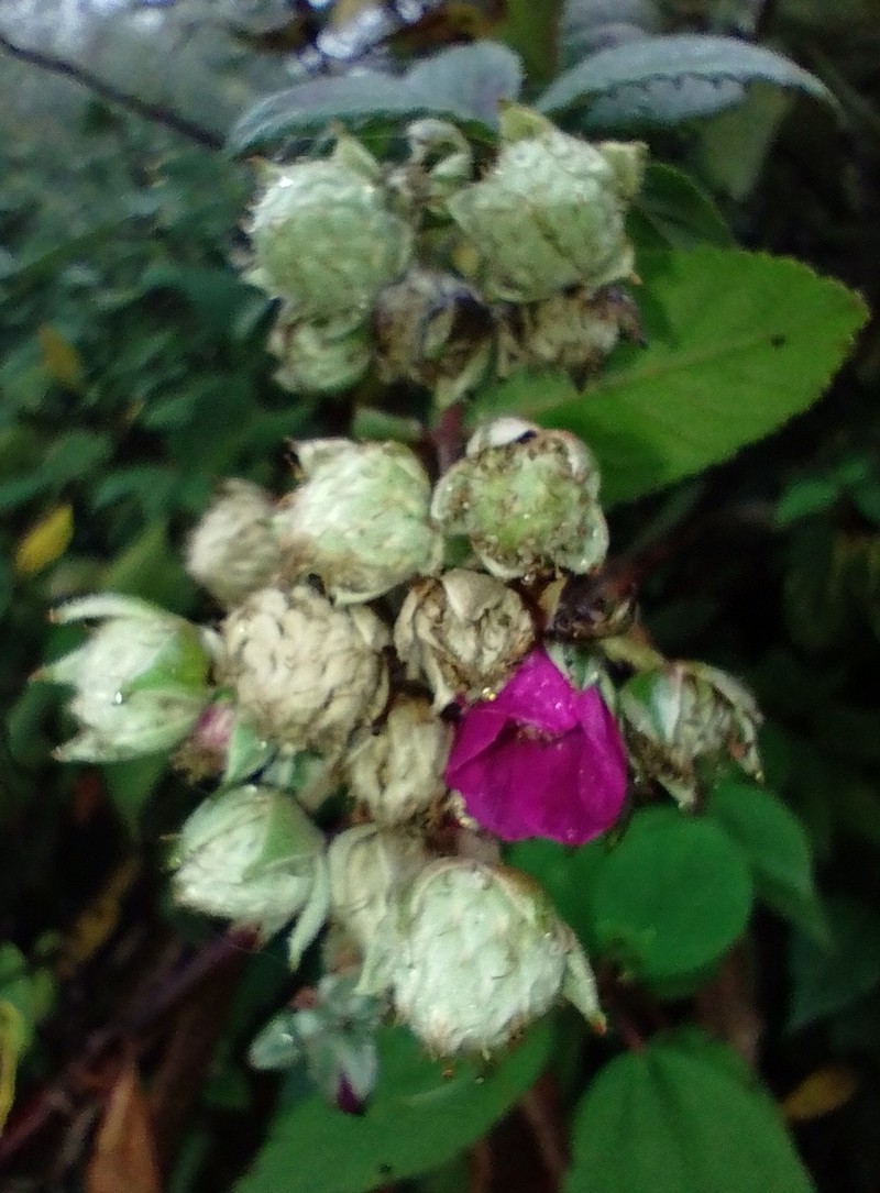 Rubus compactus