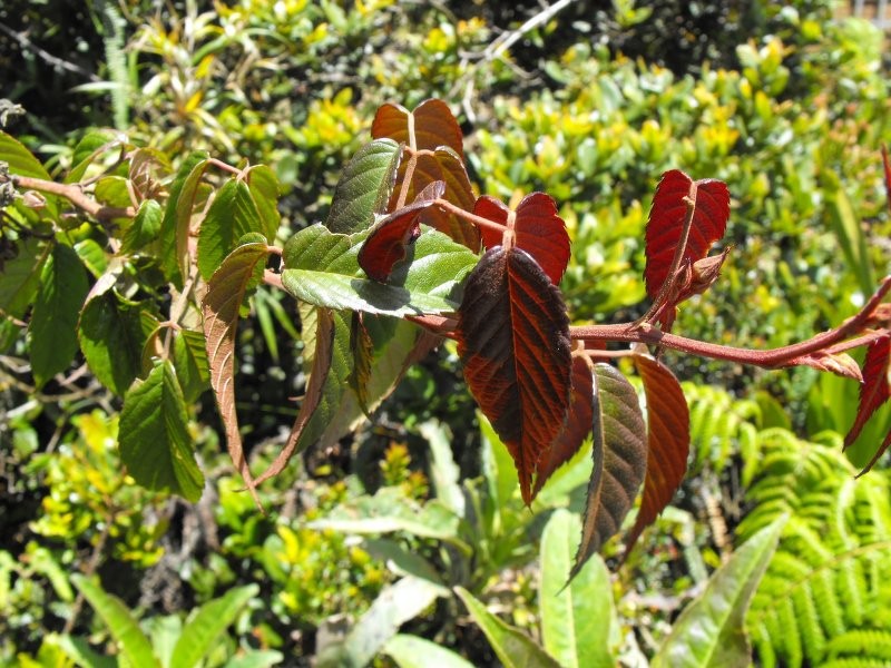 Rubus compactus photo 2