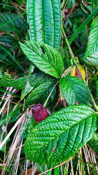 Rubus conchyliatus