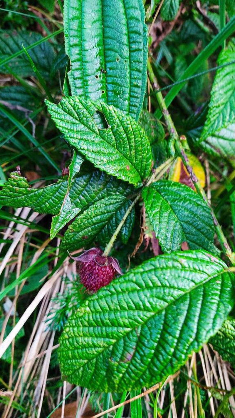 Rubus conchyliatus