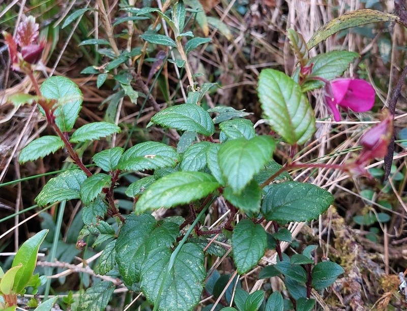Rubus conchyliatus photo 2