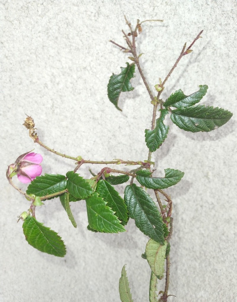 Rubus conchyliatus photo 4