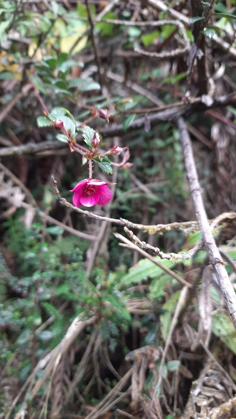 Rubus conchyliatus photo 5