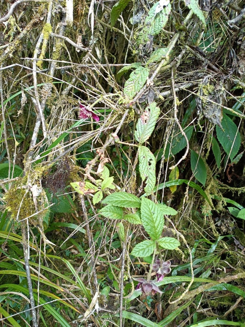 Rubus conchyliatus photo 6
