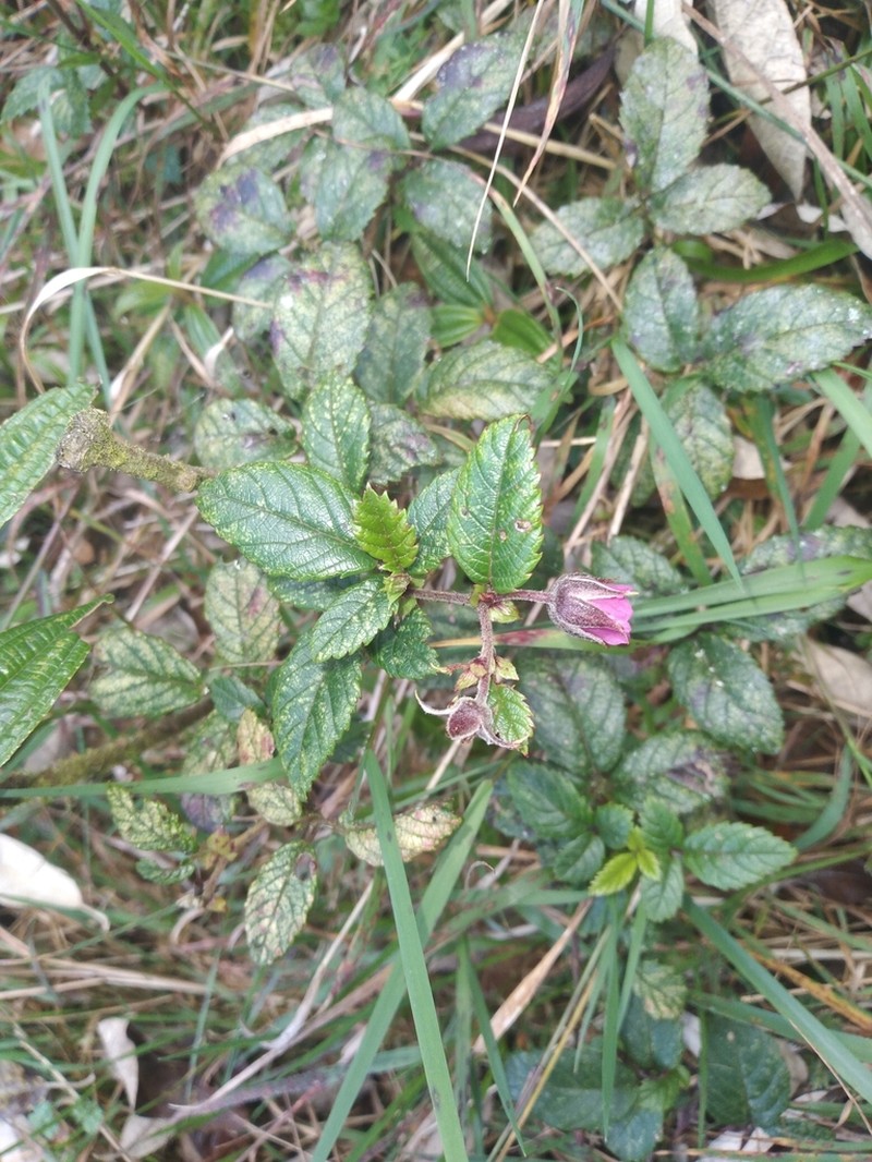 Rubus conchyliatus photo 7