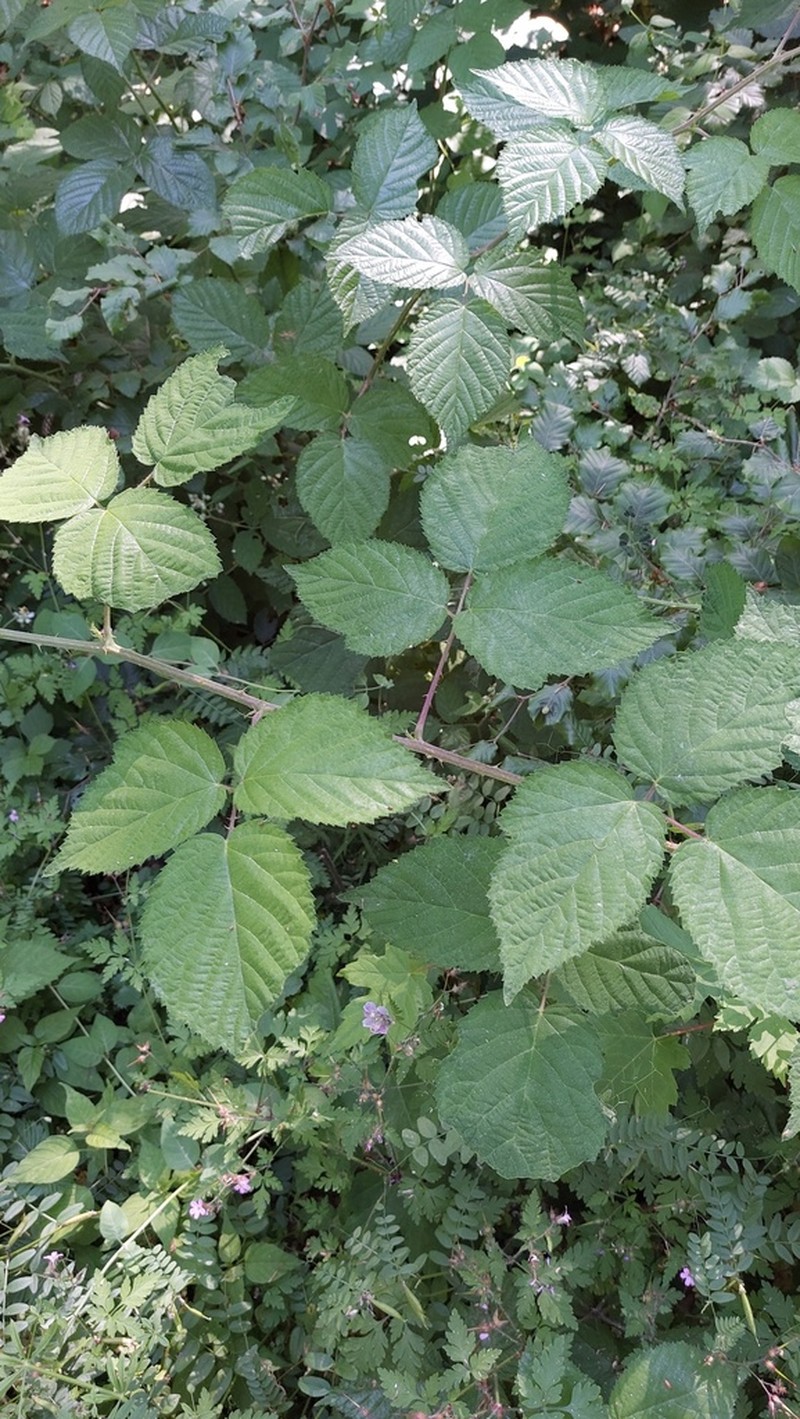 Rubus condensatus photo 2