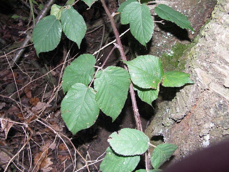 Rubus condensatus photo 3