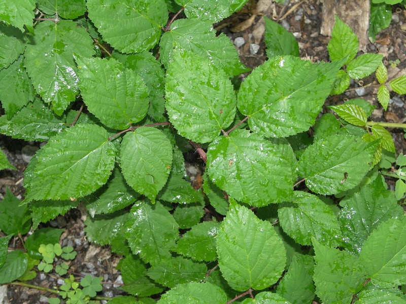 Rubus condensatus photo 4