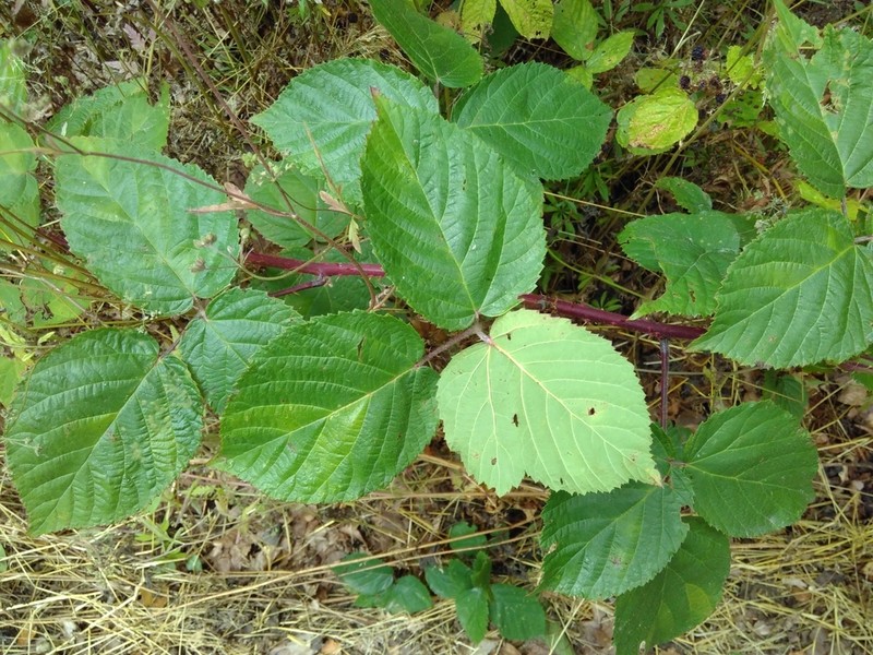 Rubus condensatus photo 5