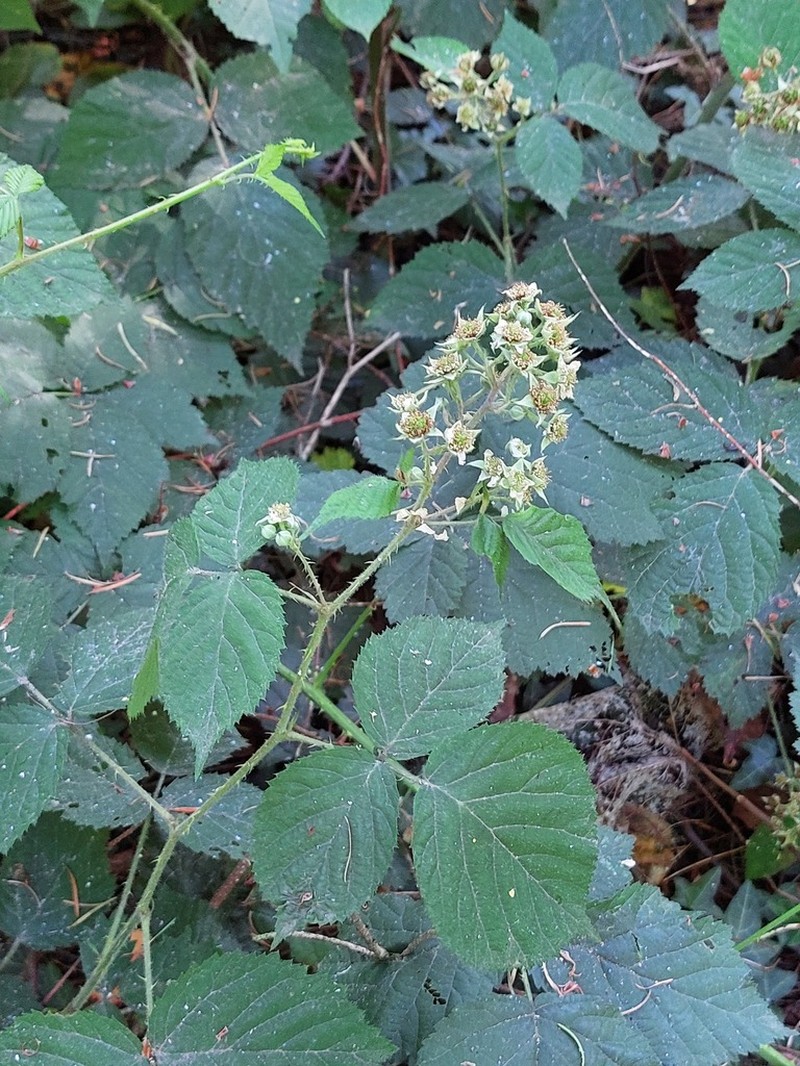 Rubus condensatus photo 6