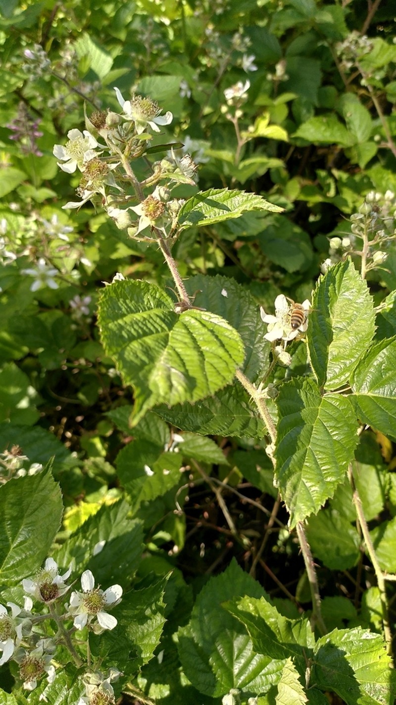 Rubus condensatus photo 7