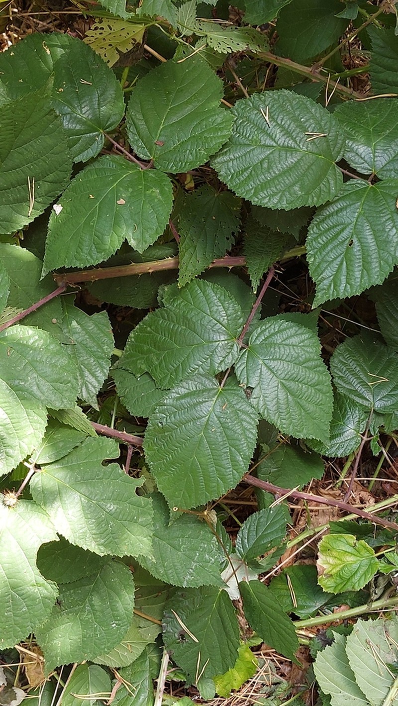 Rubus condensatus photo 8