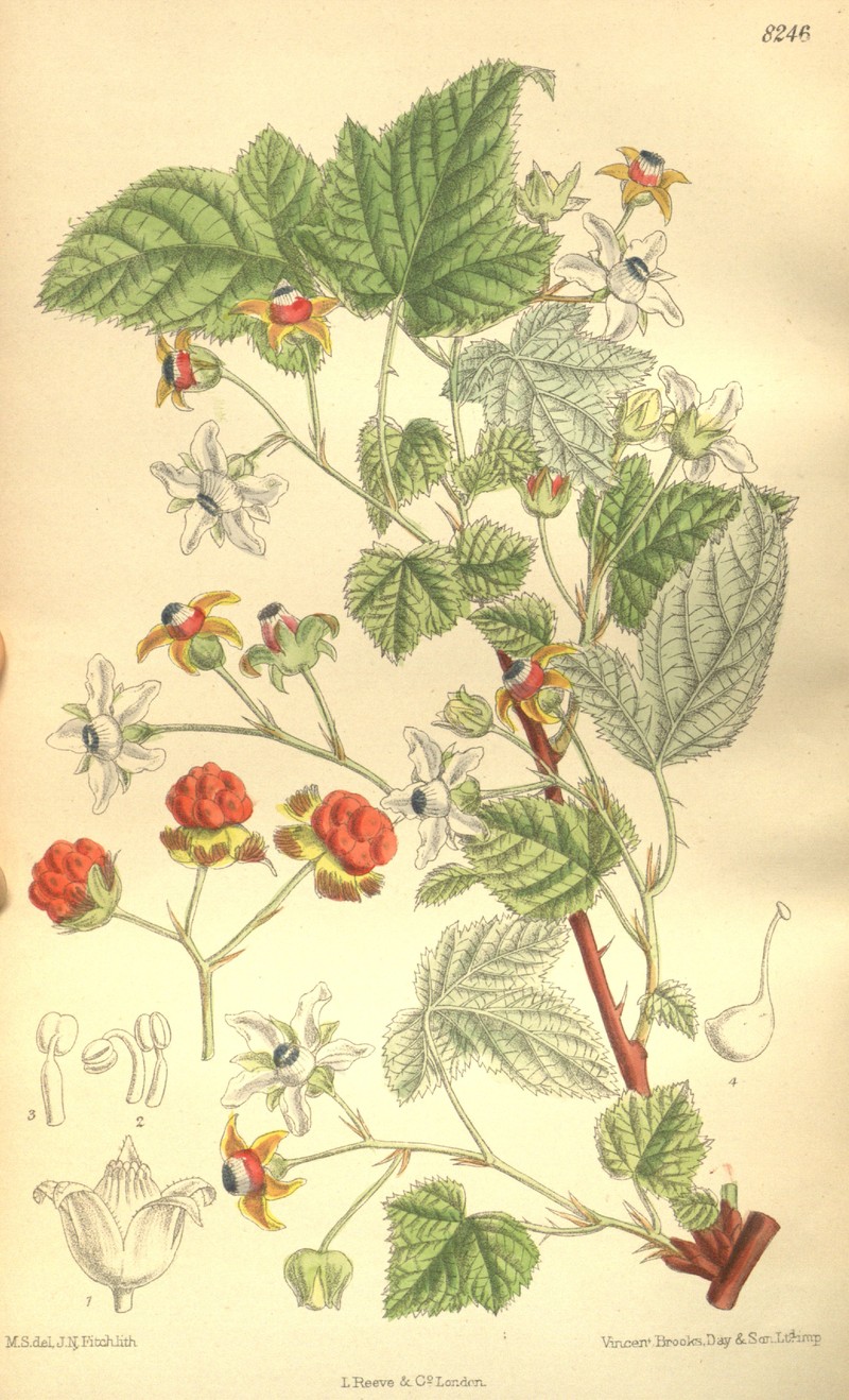 Rubus conduplicatus