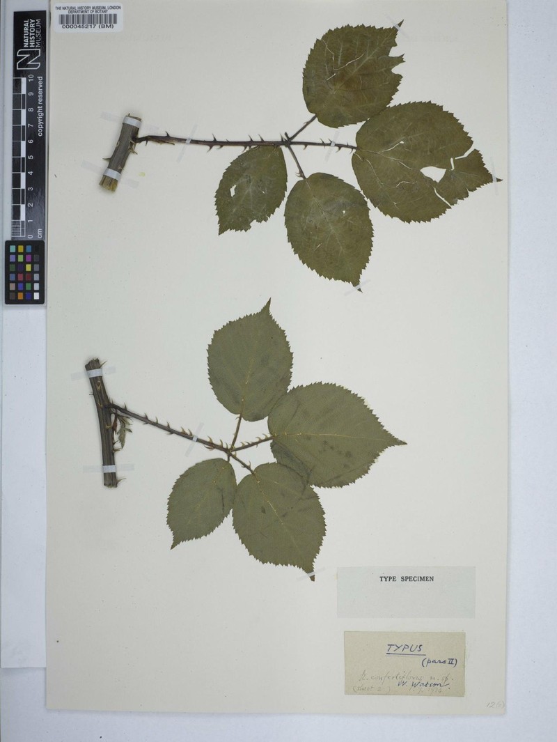 Rubus confertiflorus