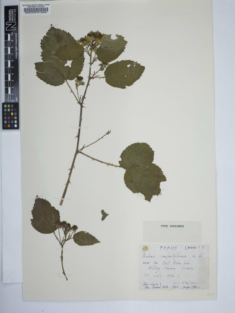 Rubus confertiflorus photo 2
