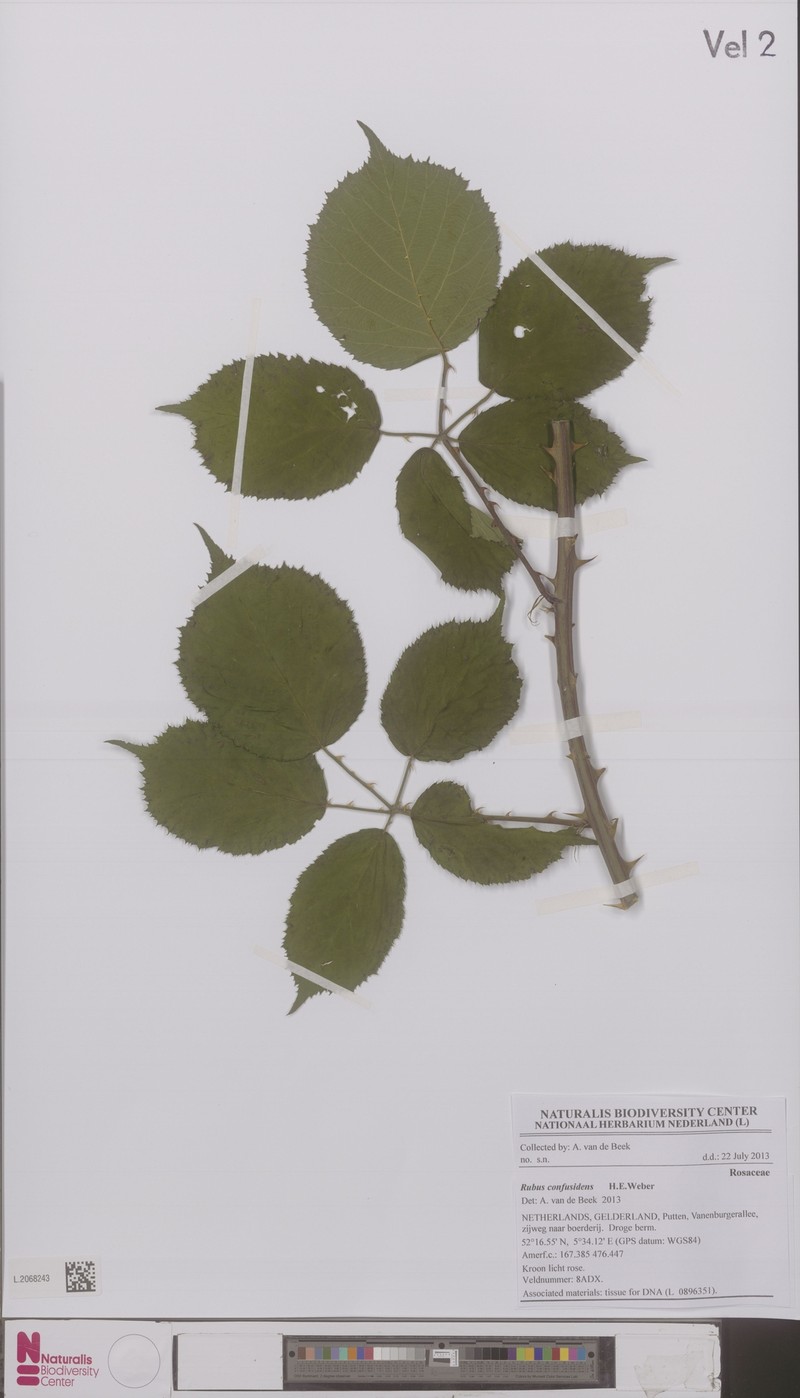 Rubus confusidens