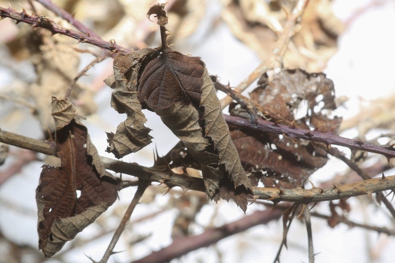 Rubus conjungens