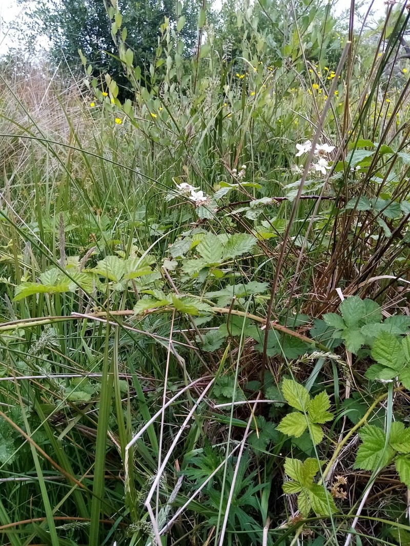 Rubus conjungens photo 2