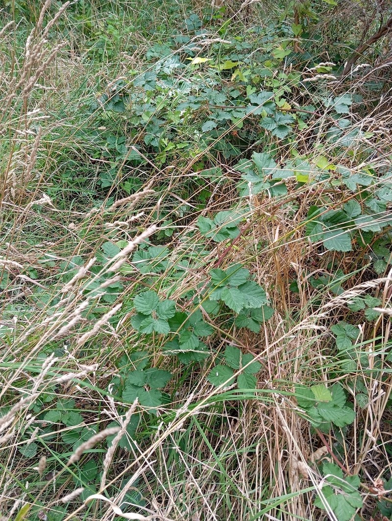 Rubus conjungens photo 4