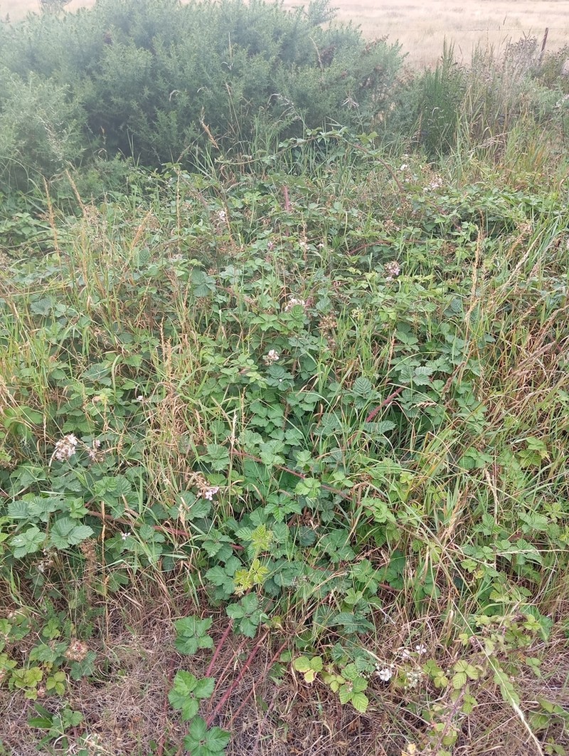 Rubus conjungens photo 5