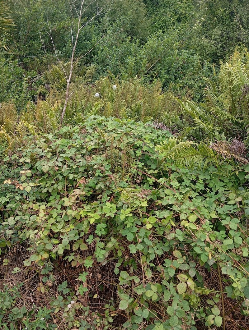 Rubus conjungens photo 6