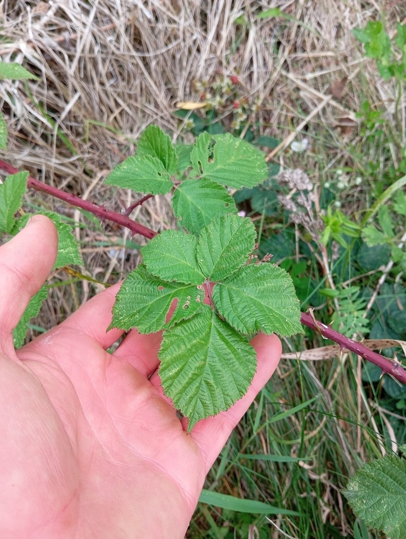 Rubus conjungens photo 7