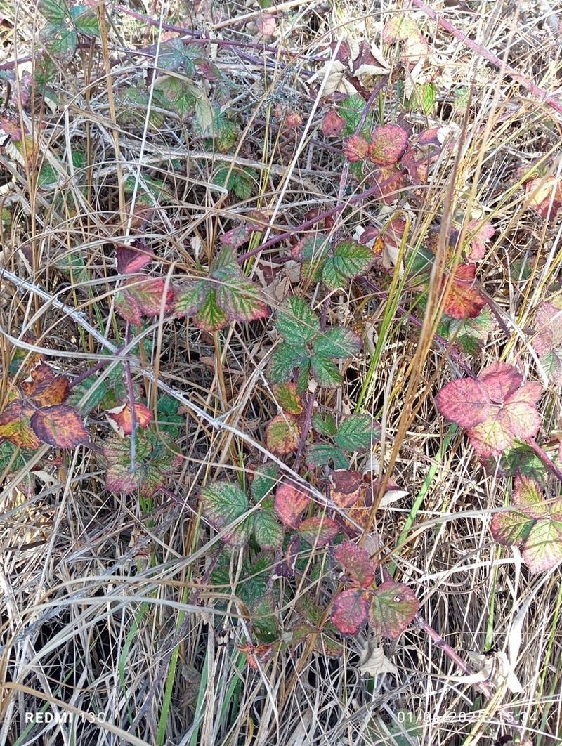 Rubus conjungens photo 8