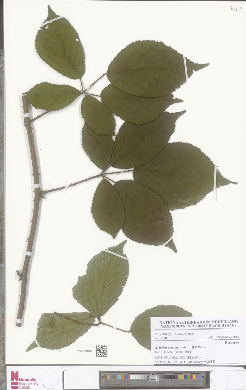 Rubus conothyrsoides