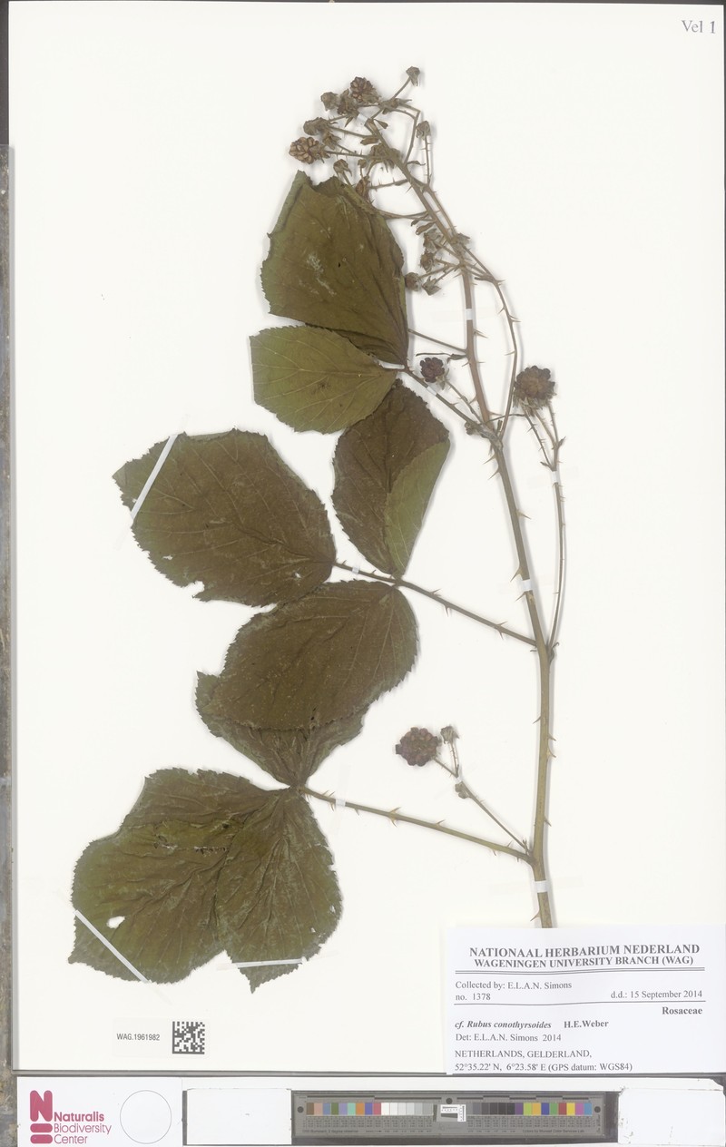 Rubus conothyrsoides photo 2
