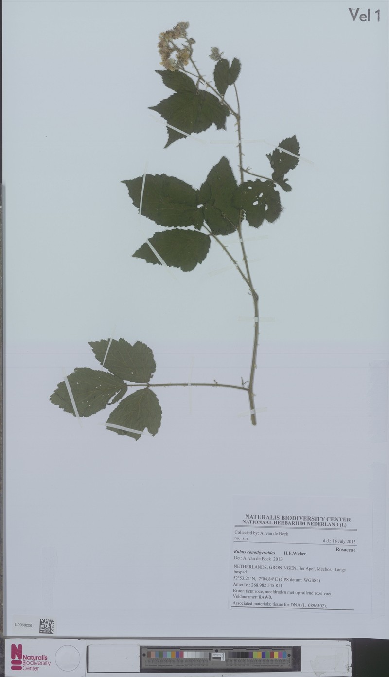 Rubus conothyrsoides photo 3