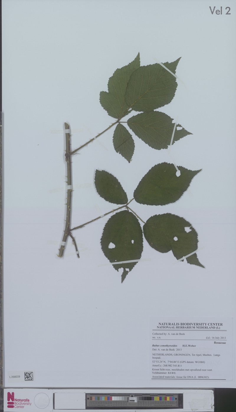 Rubus conothyrsoides photo 4