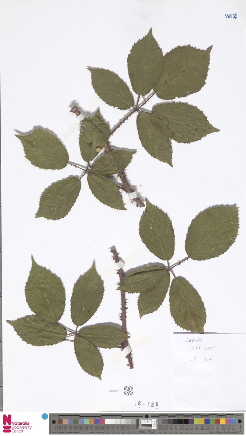 Rubus conothyrsoides photo 5
