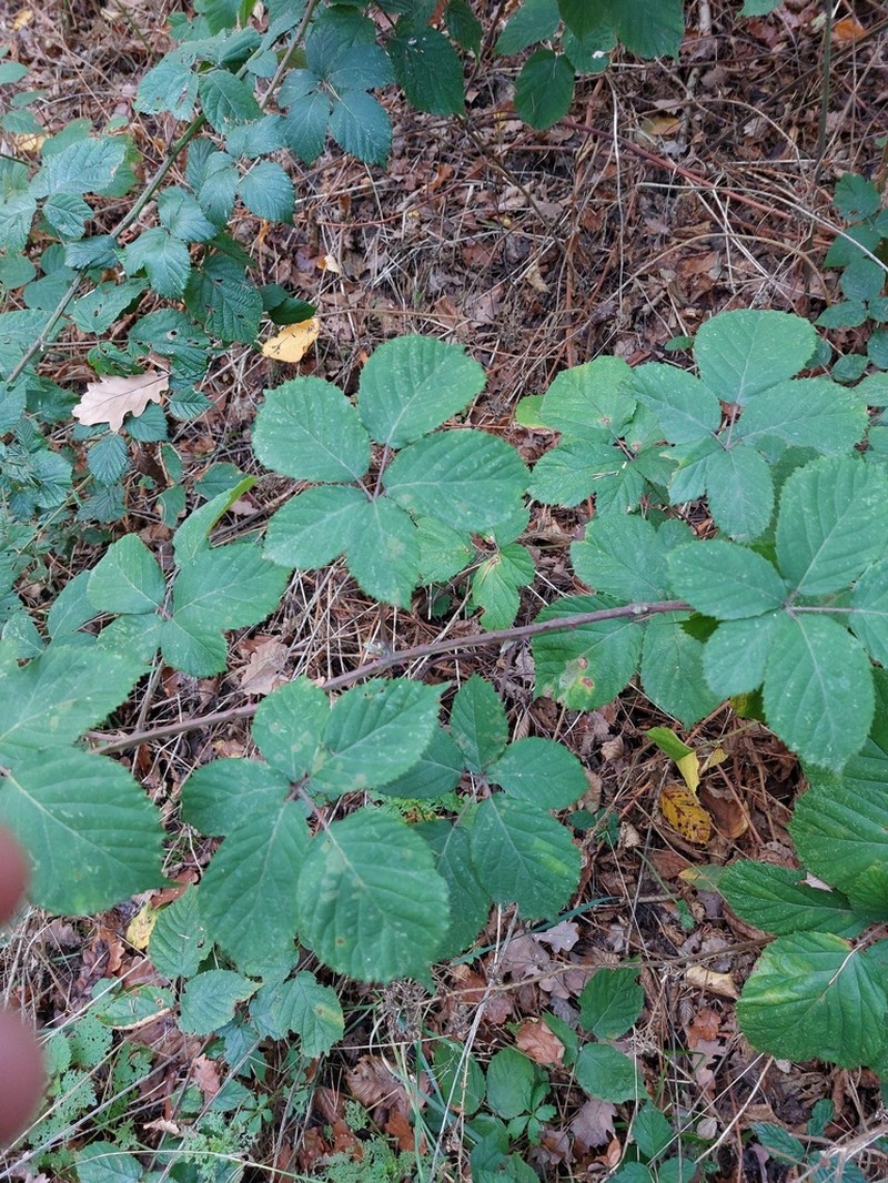 Rubus conspicuus
