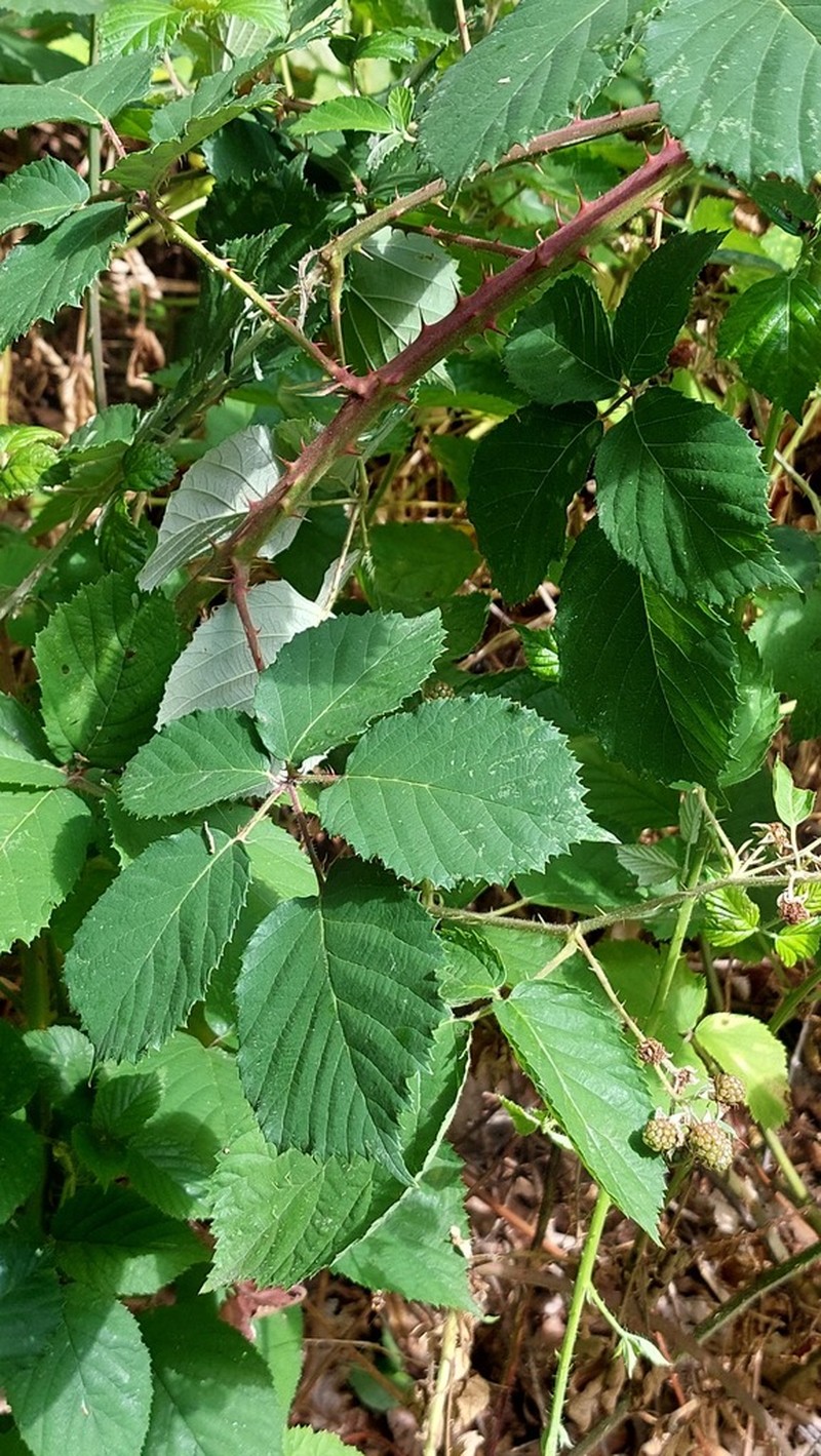 Rubus conspicuus photo 2