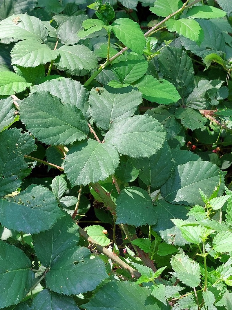Rubus conspicuus photo 3