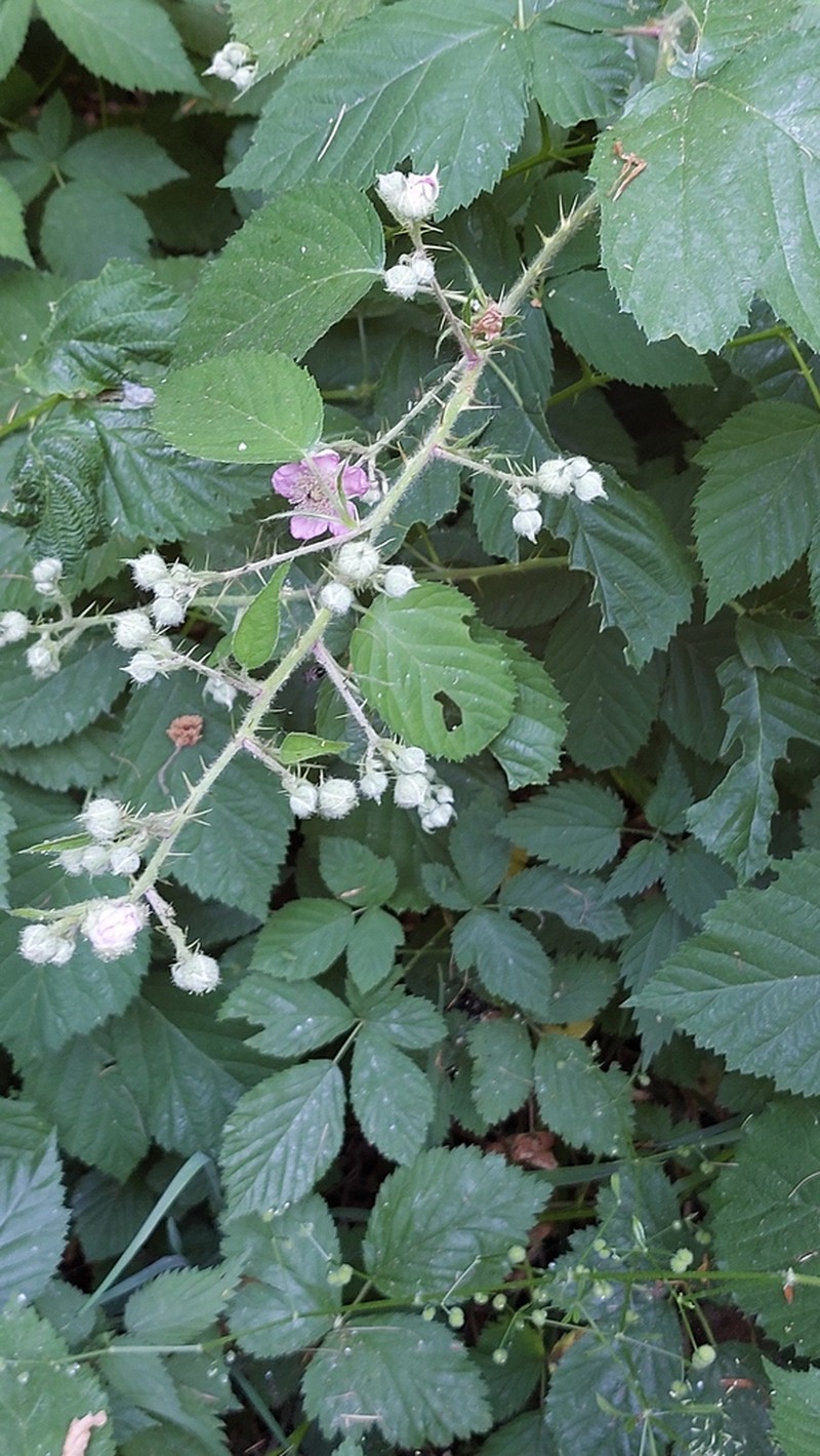 Rubus conspicuus photo 4