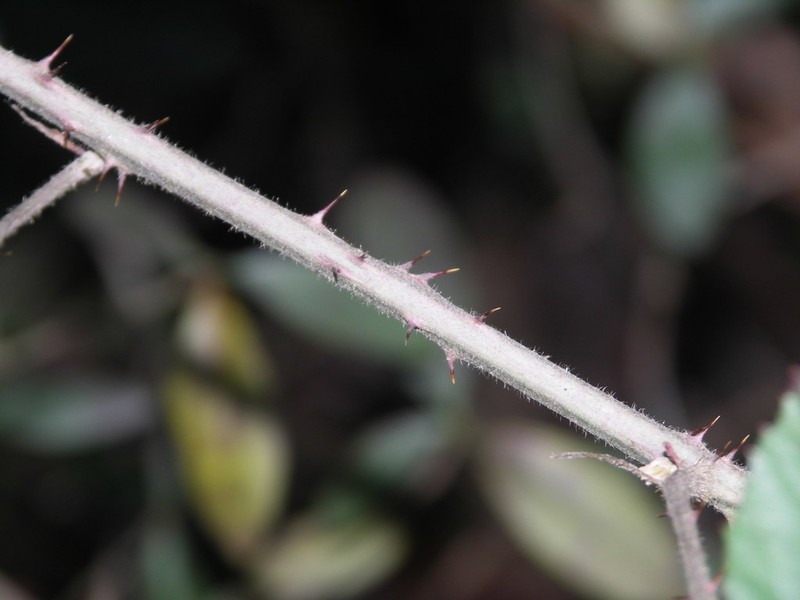 Rubus conspicuus photo 5