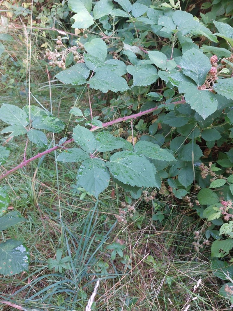 Rubus conspicuus photo 6