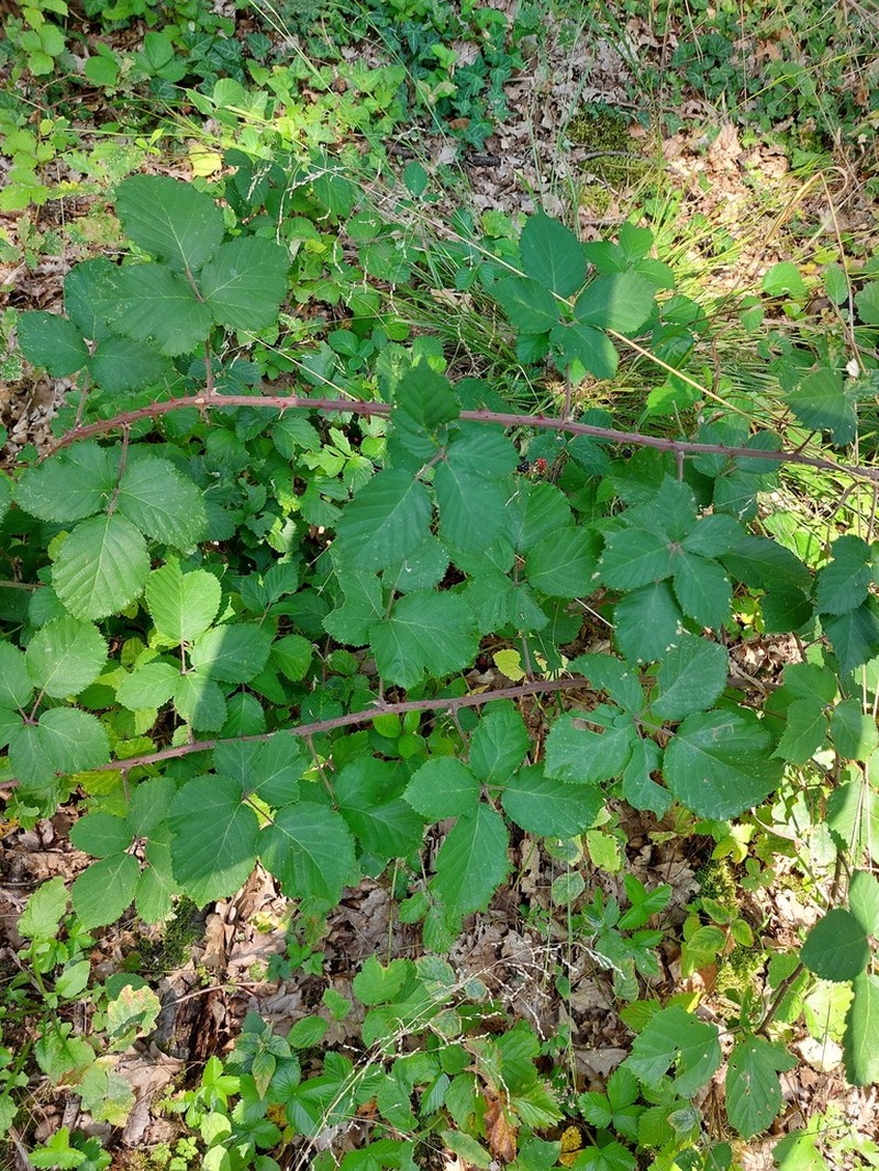 Rubus conspicuus photo 7