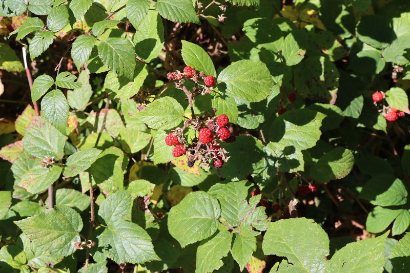 Rubus conspicuus photo 8