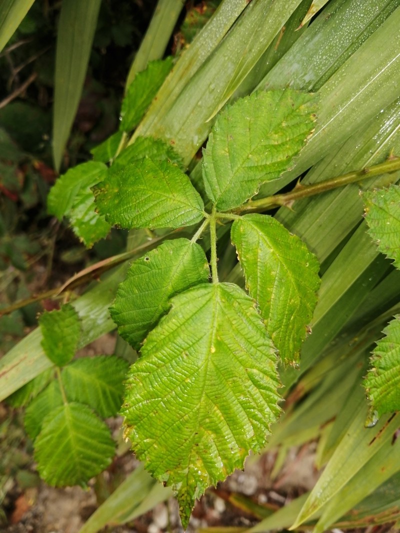 Rubus constrictus