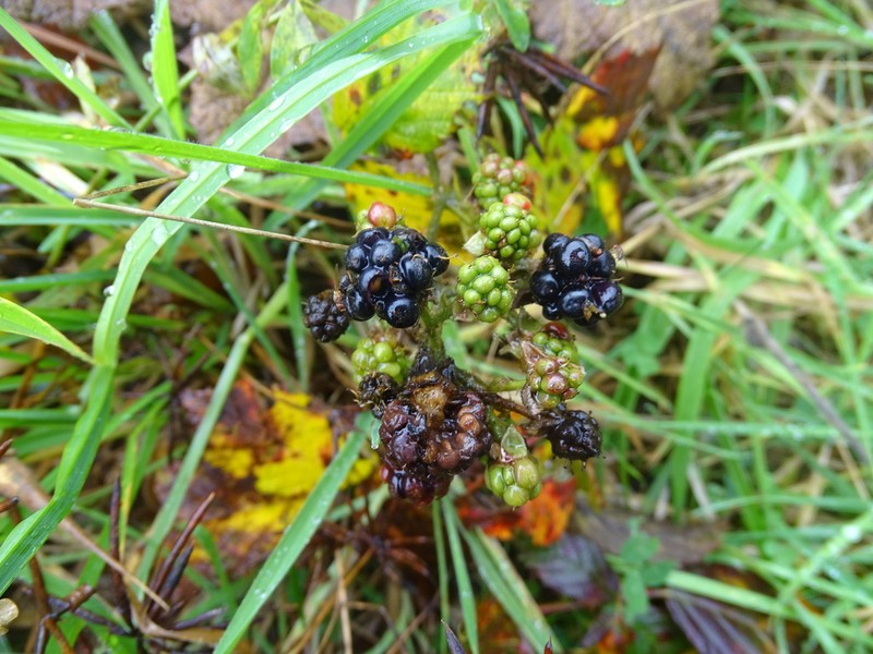 Rubus constrictus photo 2