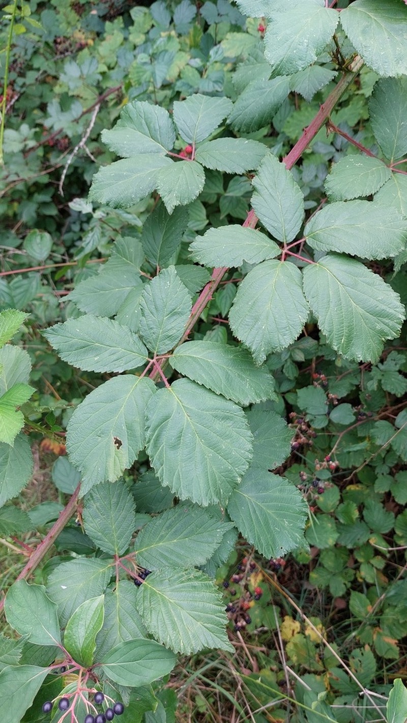 Rubus constrictus photo 3