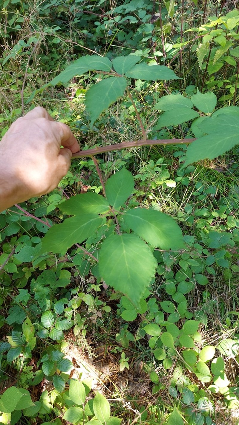 Rubus constrictus photo 4