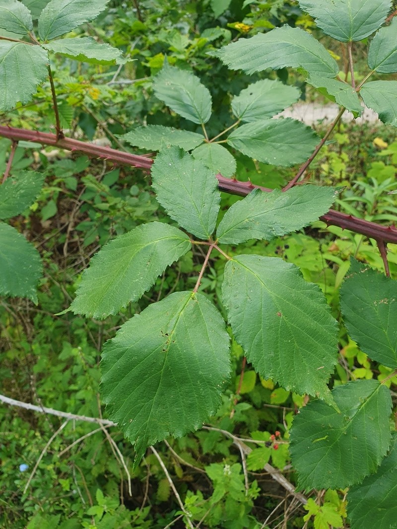 Rubus constrictus photo 5
