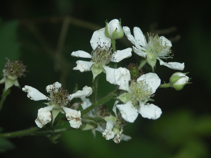Rubus constrictus photo 6