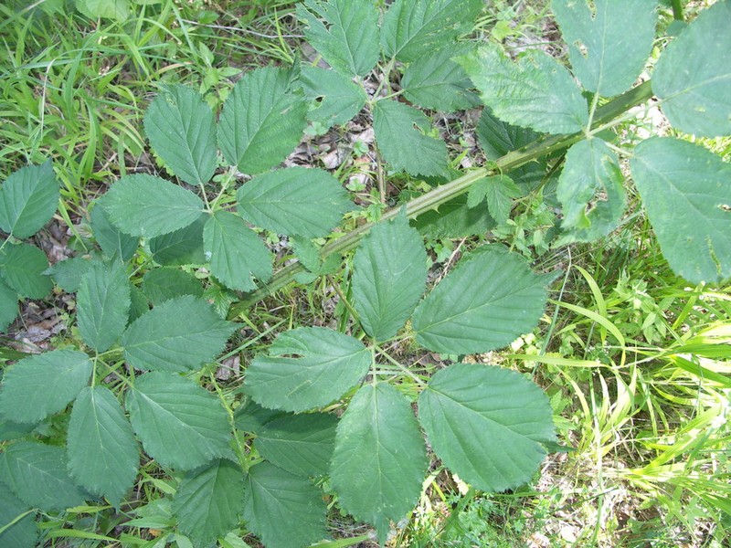 Rubus constrictus photo 7